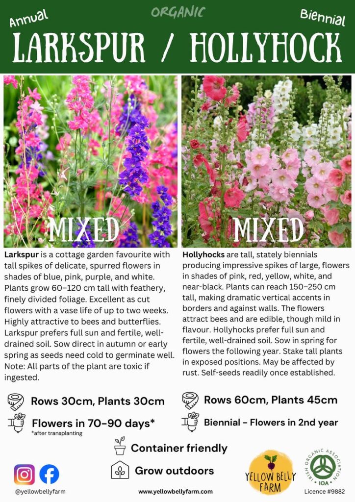 Two-panel plant info card: left Larkspur in pink, blue and purple; right Hollyhock in pink and white, both labeled MIXED with brief growing notes and garden icons.