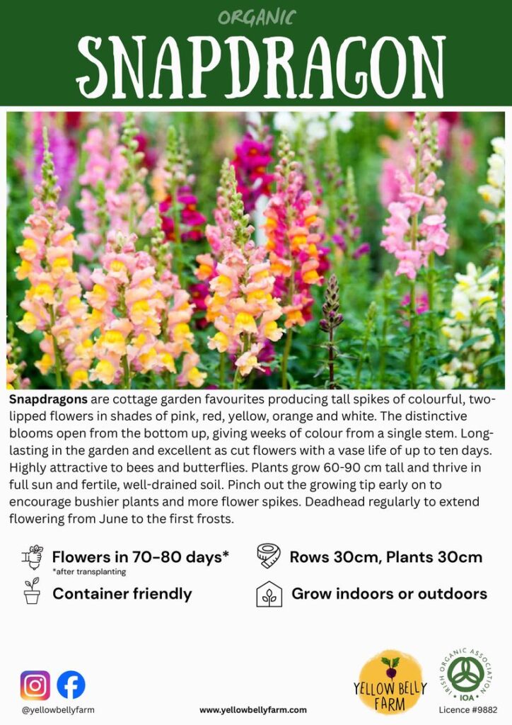 Informational poster about organic snapdragons with a photo of tall, colorful flowers and growing tips text below.