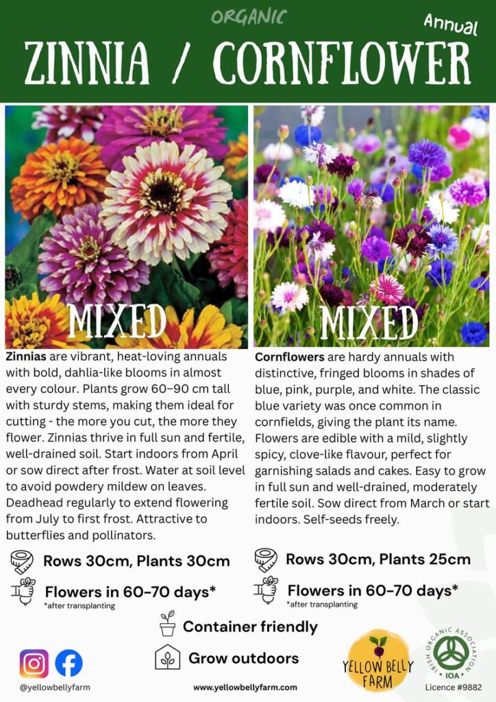 Two-panel poster advertising Organic Zinnia / Cornflower Annual Mixes: left panel shows bright zinnias with the word 'MIXED' and a zinnia description; right panel shows colorful cornflowers with 'MIXED' and a cornflower description. Below include planting tips: Rows 30cm, Plants 30cm; Flowers in 60–70 days; Container friendly; Grow outdoors; includes Yellow Belly Farm and organic certification logos.